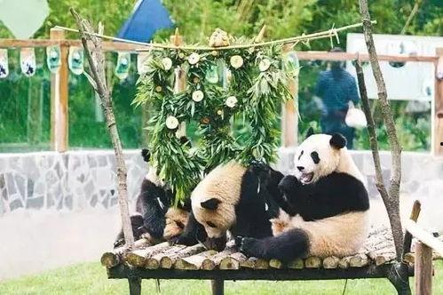 央视爆料昆明动物园视频,动物生活状况引关注 第3张 央视爆料昆明动物园视频,动物生活状况引关注 第3张